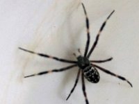 Argiope ocyaloides maybe DSC00028 edit